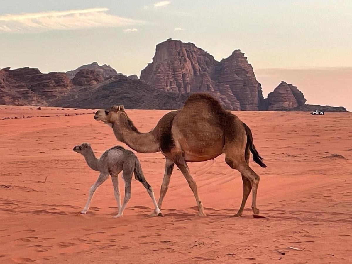 Hotel Orbit Camp Wadi Rum Exterior foto